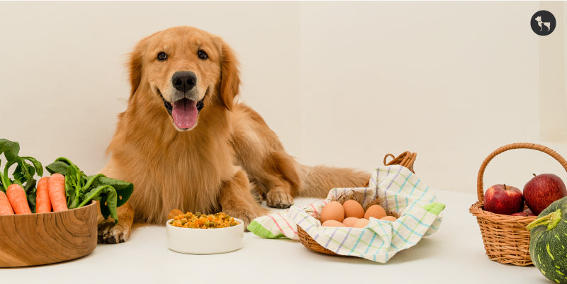 The Role of Diet in Maintaining Gut Health for Dogs