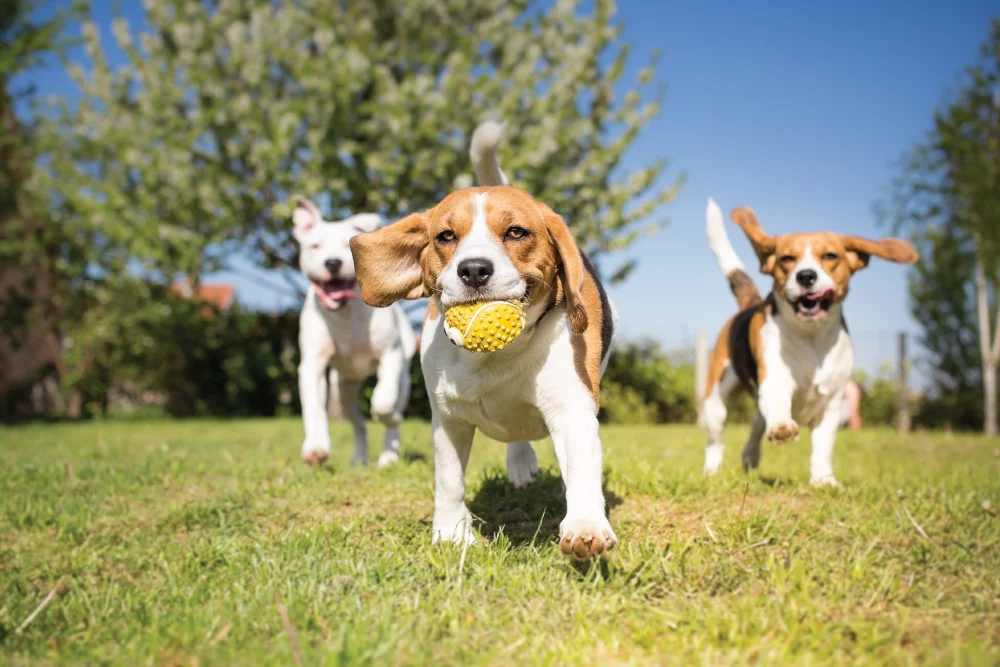 How Do Dogs Get Dog Lice?