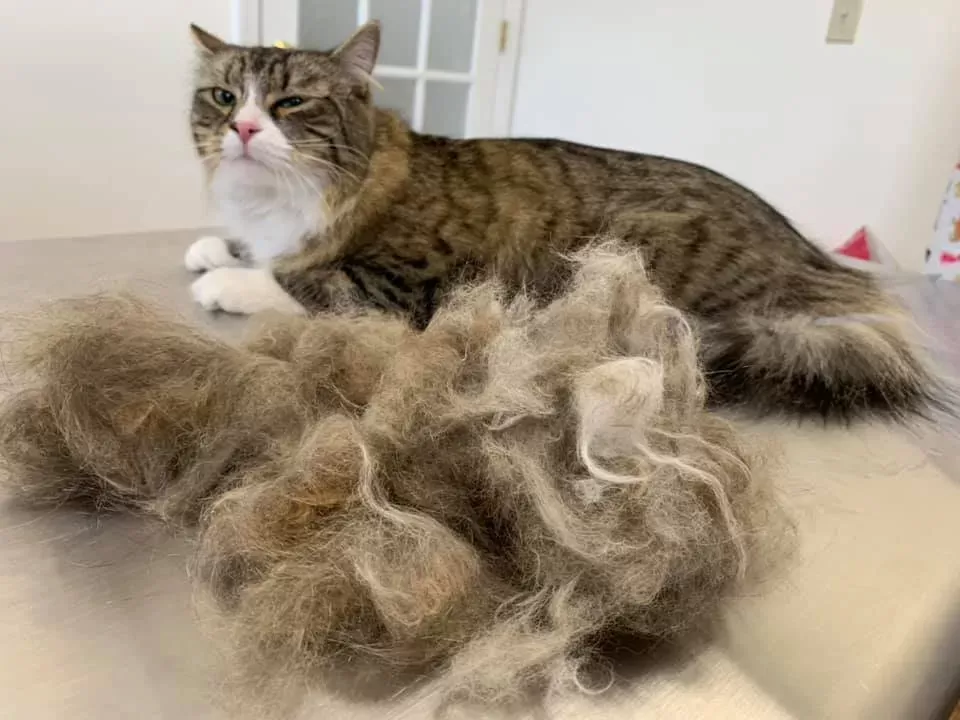 Seasonal Shedding