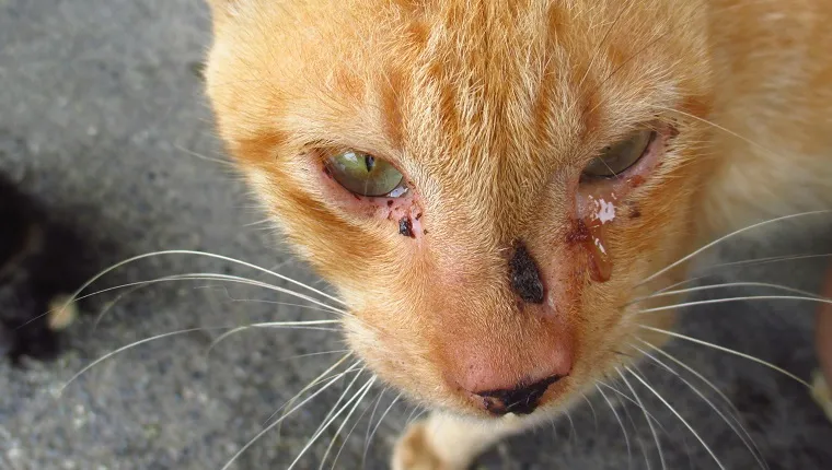 The Science Behind Cat Tears