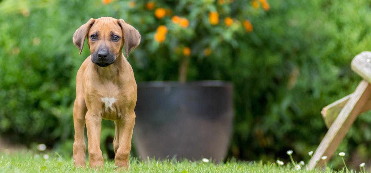 Causes of Fly Bites in Dogs