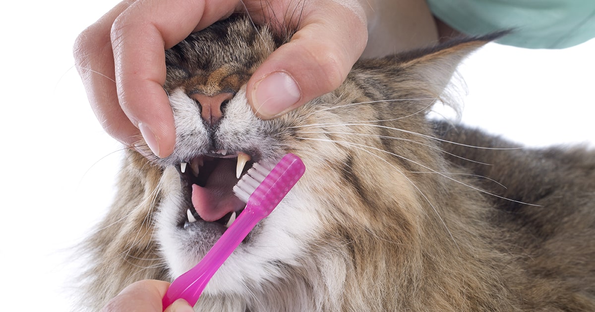 Maintain Oral Hygiene