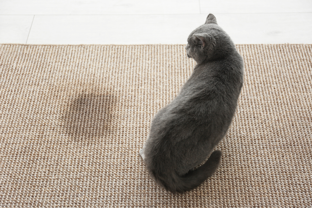 What Color Should Cat Pee Be
