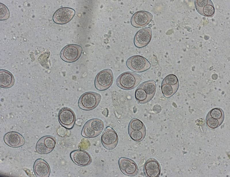 Coccidia