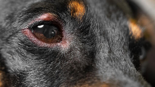What are Eye Infections in Dogs?
