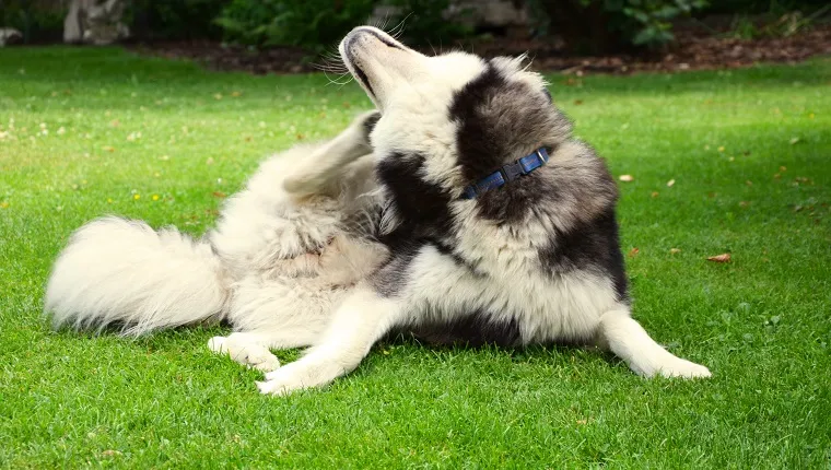 Symptoms of Contact Dermatitis in Dogs