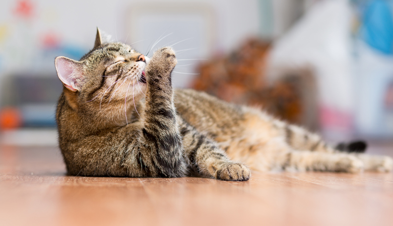 What Causes Hairballs in Cats?