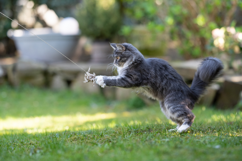 cats Physical Exertion