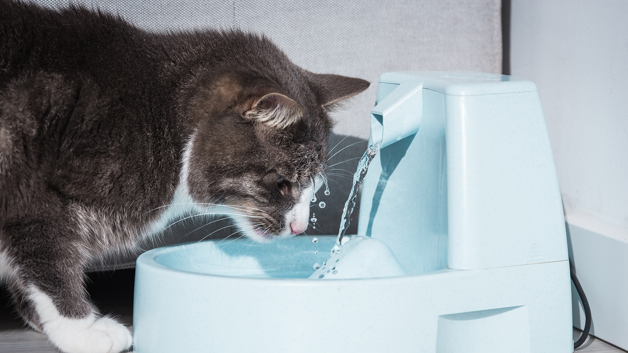 Home Treatment for Dehydrated Cats 