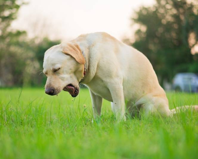 The Symptoms of Ticks on Dogs