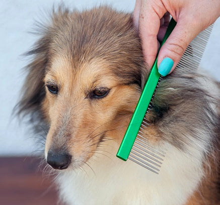 Dog Hair Loss Home Remedies