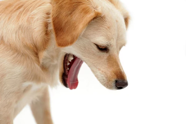 What Is Vomiting in Dogs?