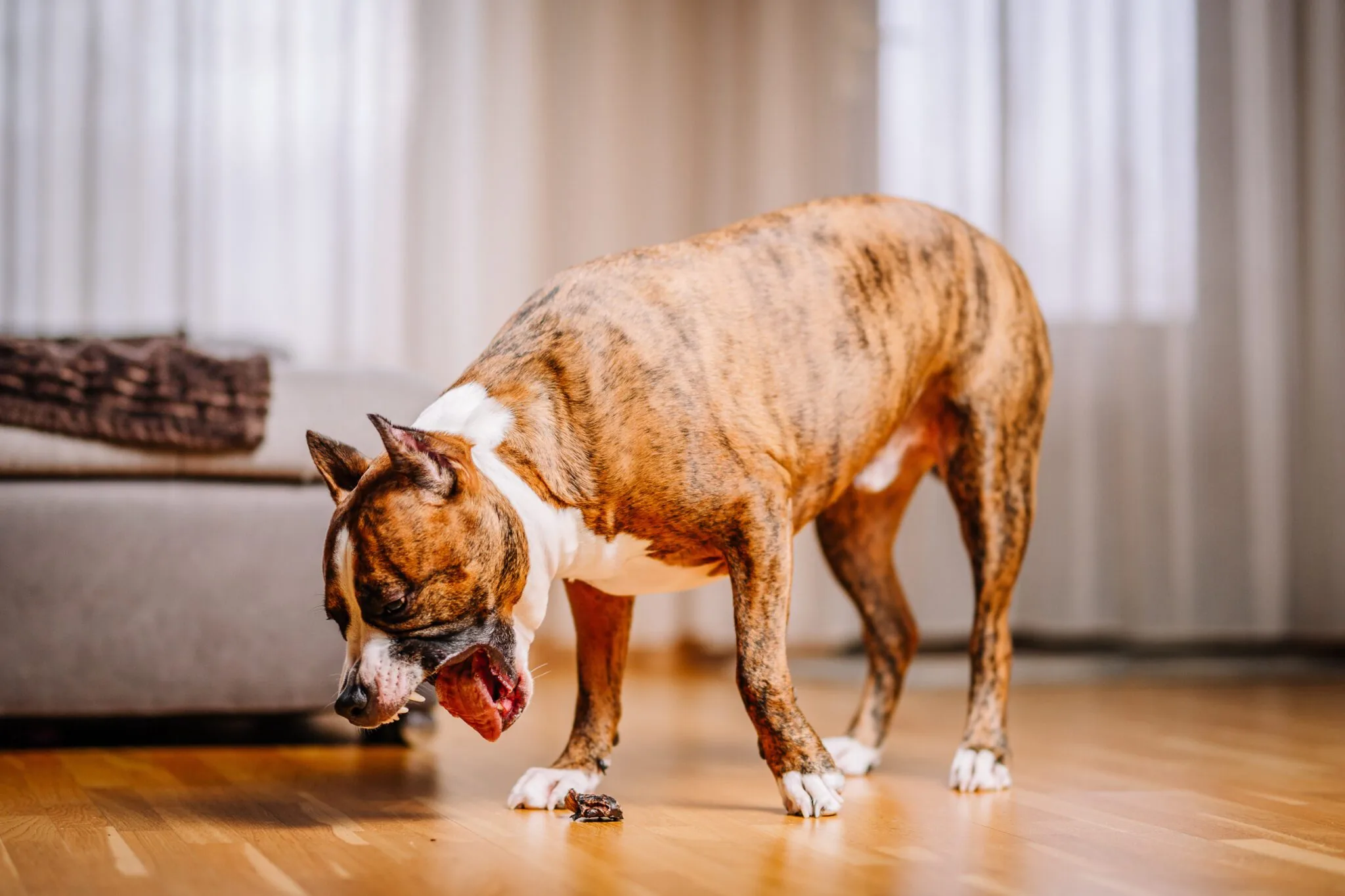 When to Consult a Vet 