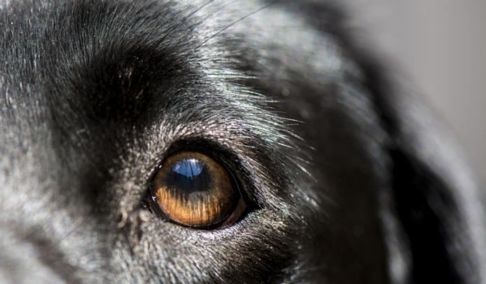 What Is Dry Eye Syndrome in Dogs?