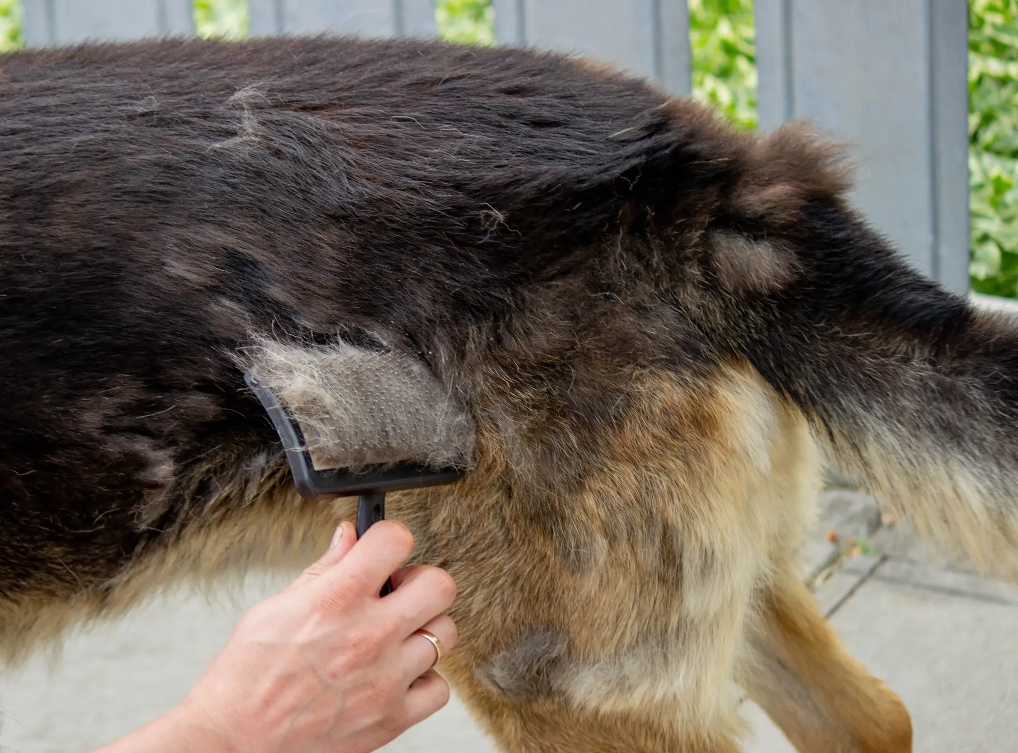 Symptoms of Dry Skin on Dogs