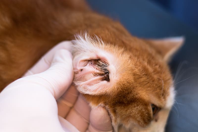 ear infections