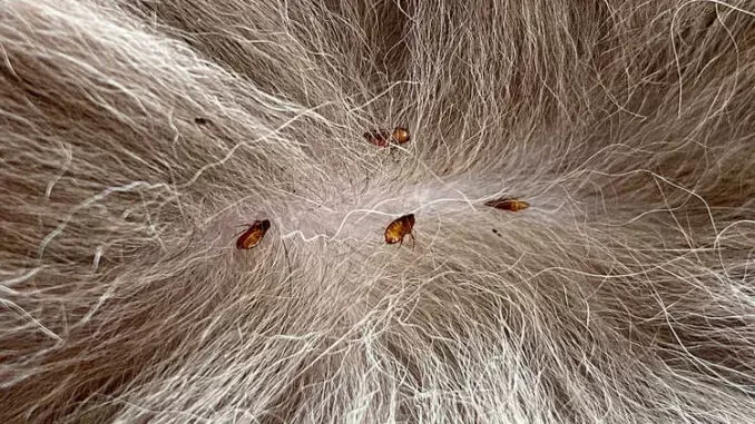 Fleas