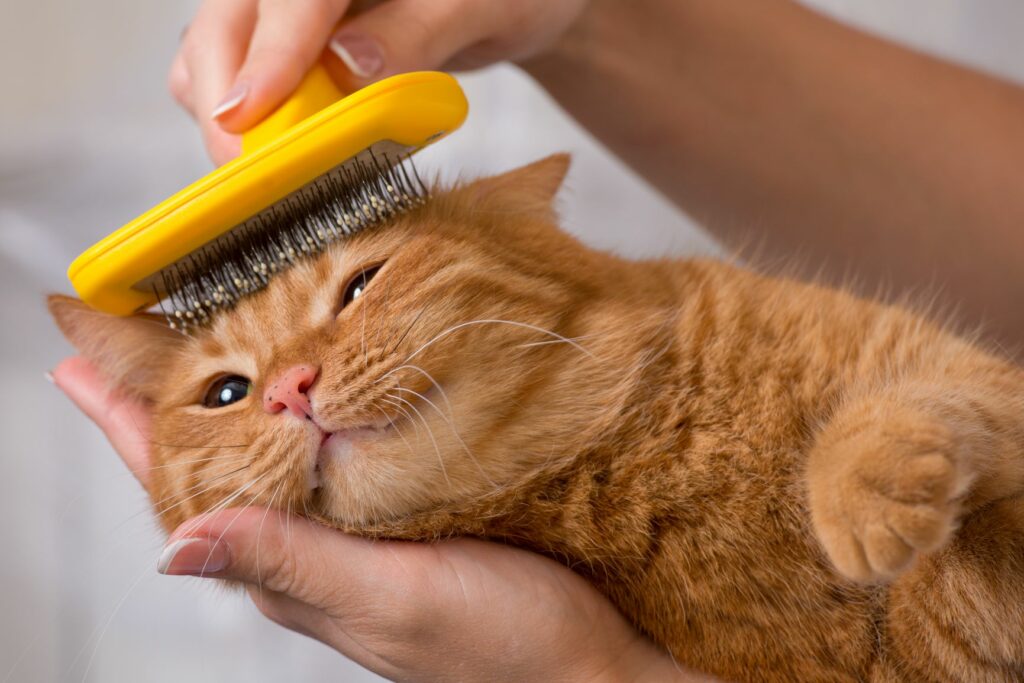 How do You Get Rid of Cat Dandruff