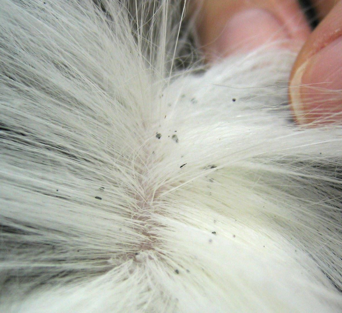 Flea Dirt on Cats
