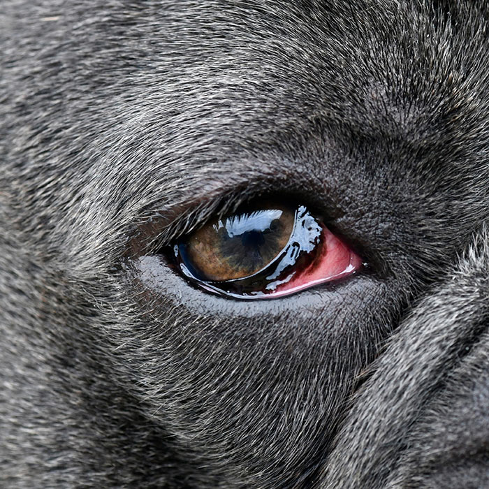 What Are Conjunctivitis in Dogs?