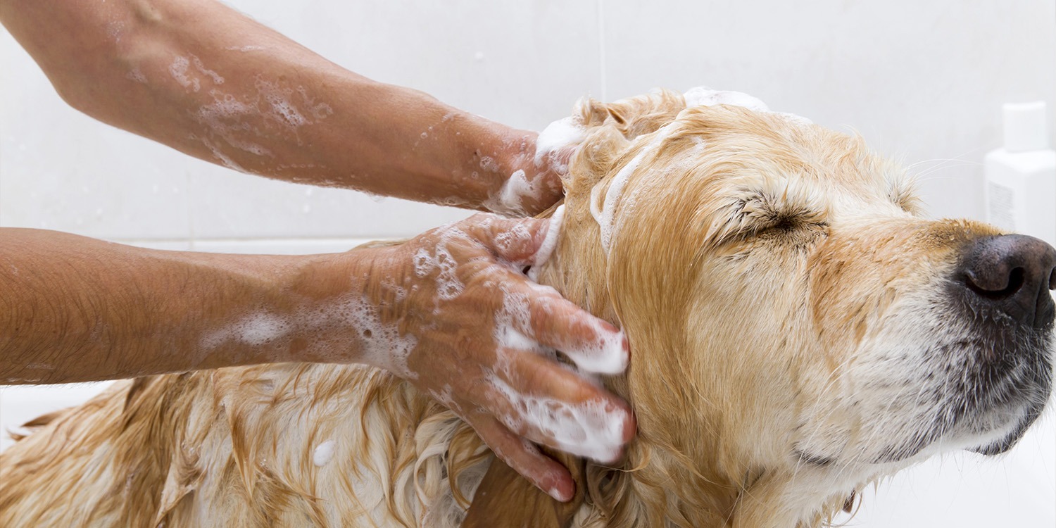 What Causes Dry Skin in Dogs?
