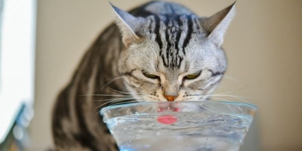 Hydration