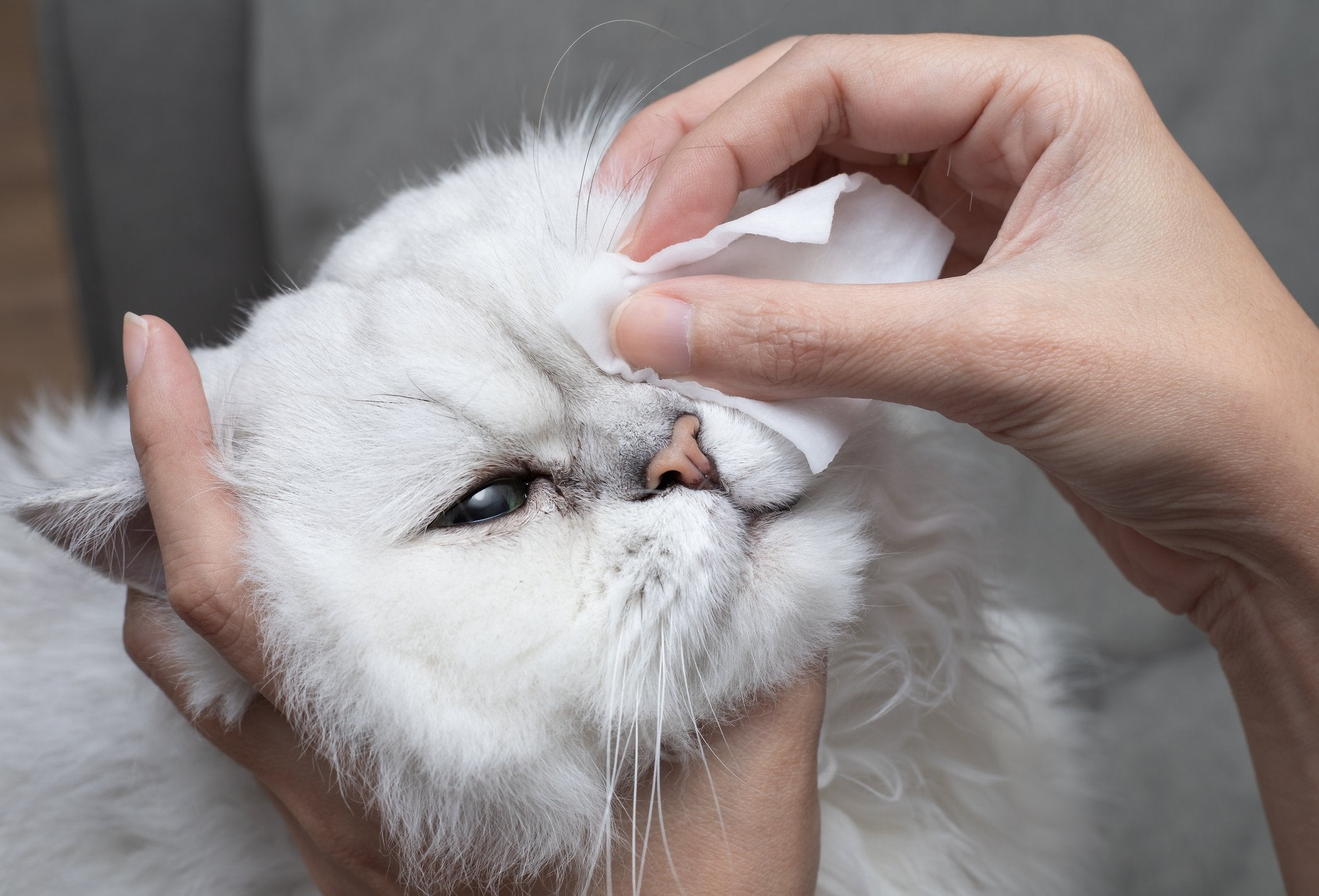 Clean the Tear Stains