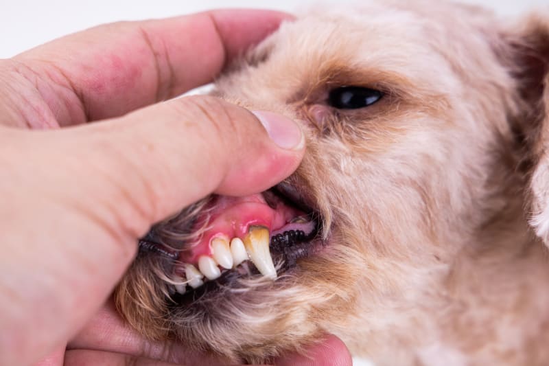 What Are Red Gums in Dogs?