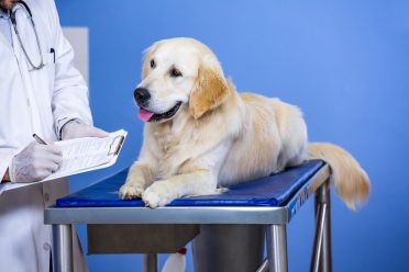 Preventing Nosebleeds in Dogs