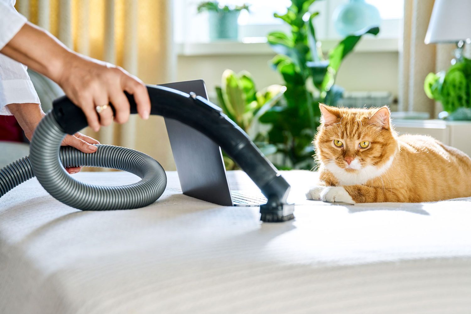 disinfect your cat’s bedding, toys