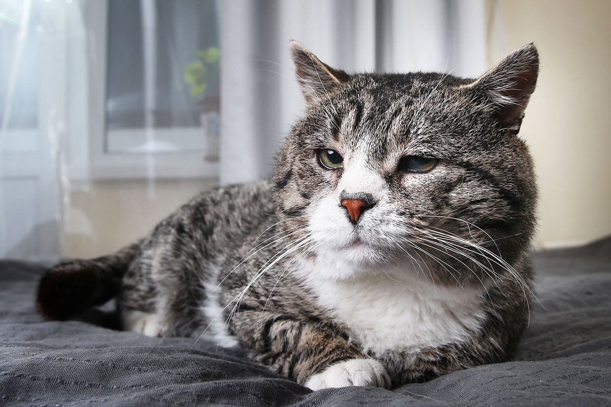 Arthritis in Cats Home Remedies