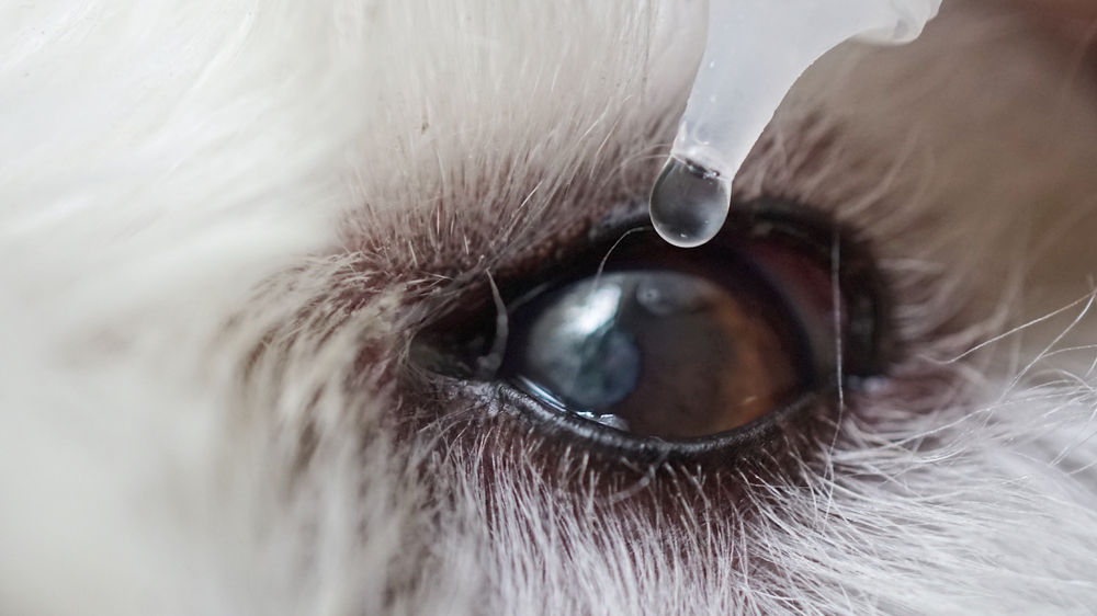 Home Remedies for Dogs with Dry Eye