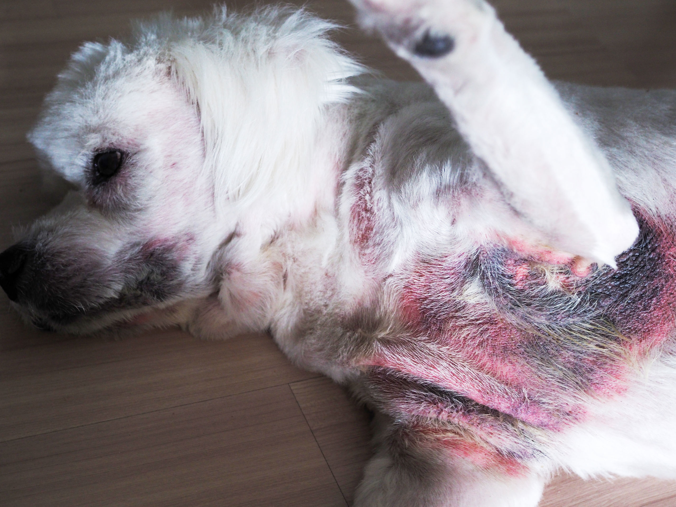 What Are Skin Infections in Dogs?