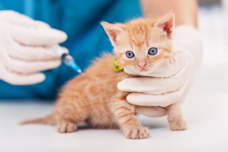 Cat Vaccination Schedule