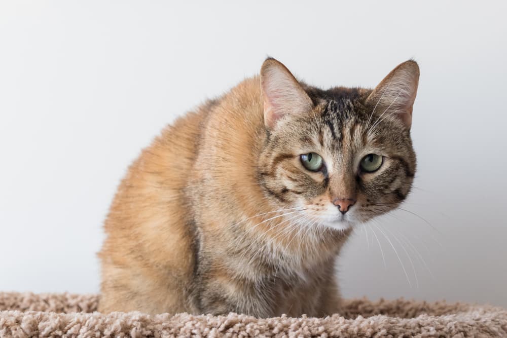 Hunched Posture for cats