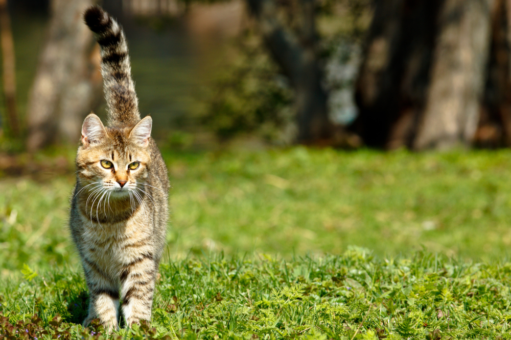 Upright Tail
