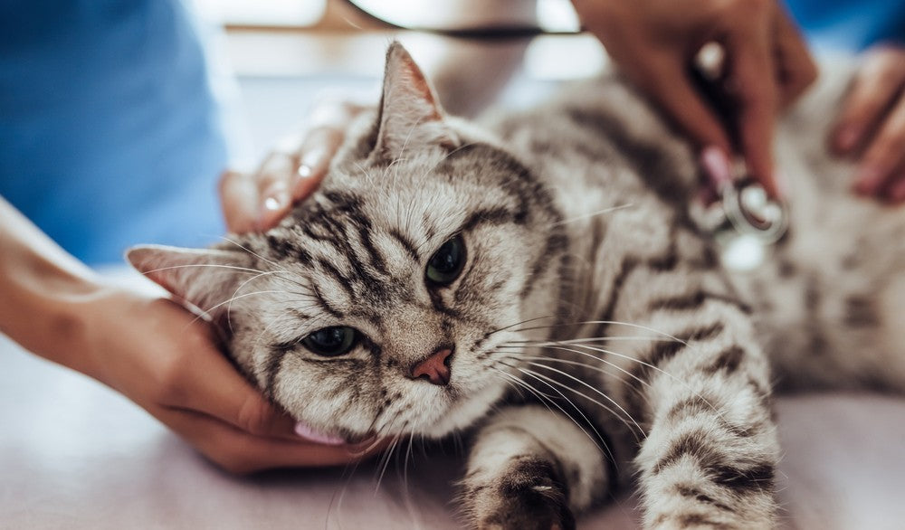 Feline Herpesvirus