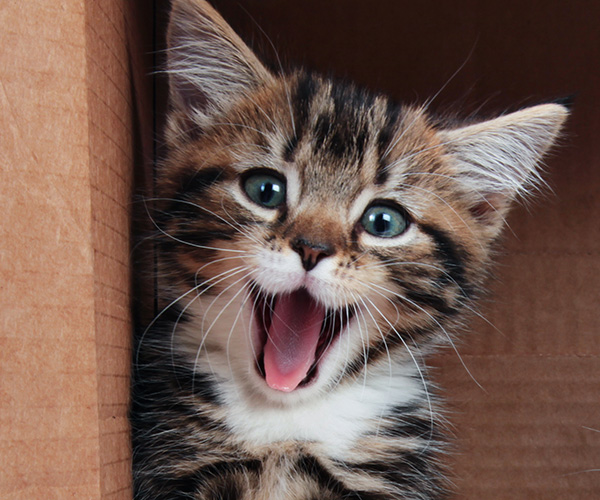 Happy Cats