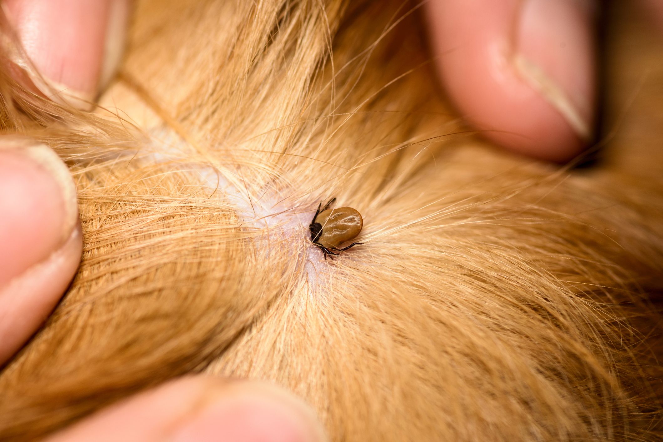 Mites