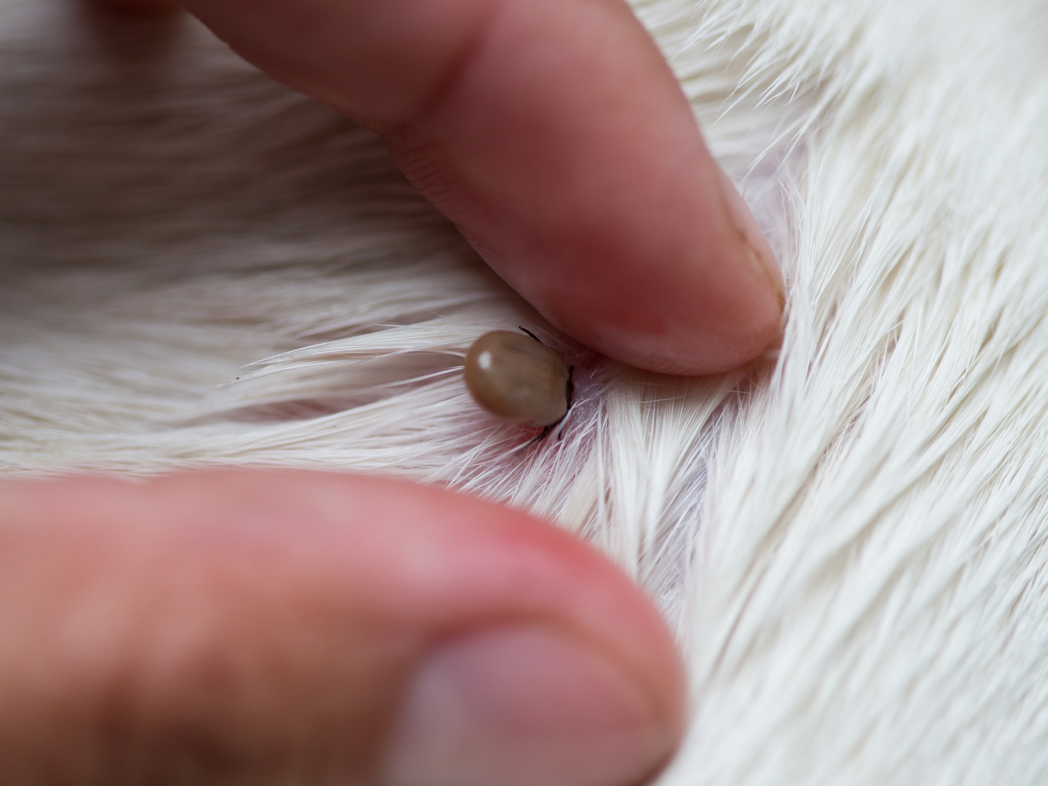 What Do Ticks Look Like on Dogs?
