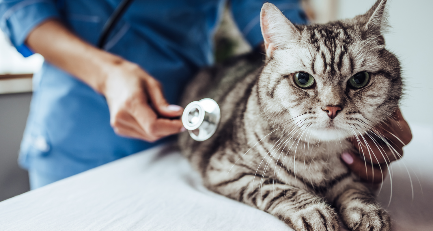Give your cat a physical examination