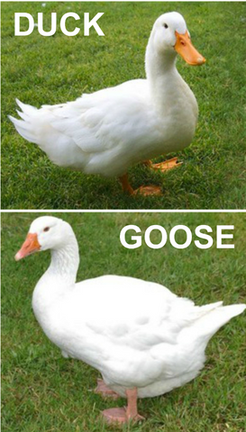 Which is better duck down or goose down?