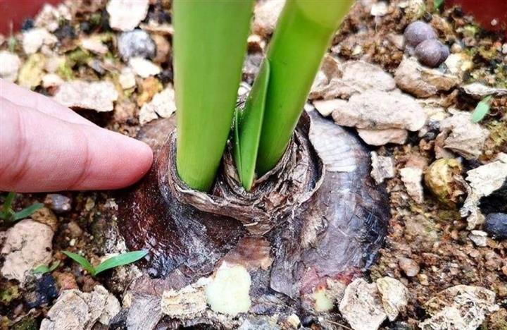 朱頂紅種球種植有&ldquo;技巧&rdquo;，掌握才能不爛根，直接開花爆盆