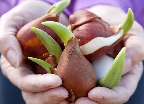 水培郁金香的种植方法和时间-植物说