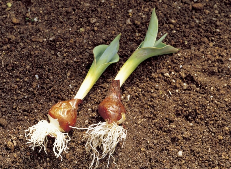 球根の植え方！ 注意点・ポイントを紹介 [ガーデニング・園芸] All About