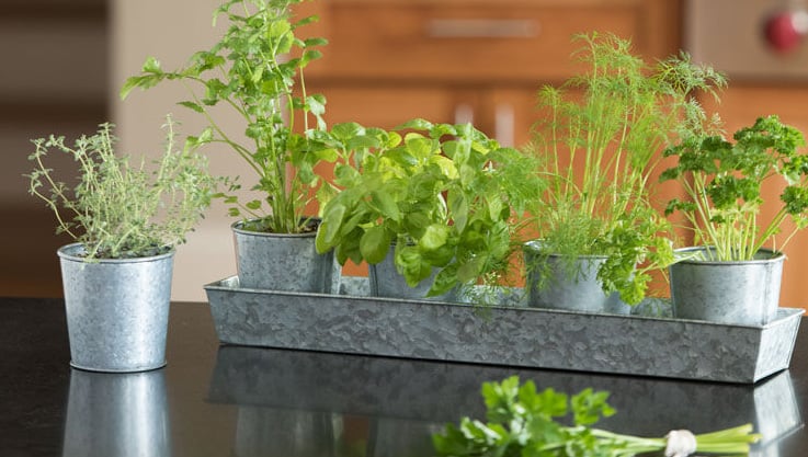 How to Grow Herbs Indoors | Gardener's Supply