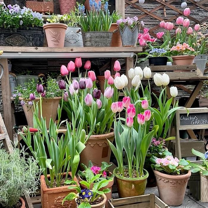 5种&ldquo;球根花&rdquo;，又香又高贵，贱养&ldquo;死不了&rdquo;，种一次爆一窝