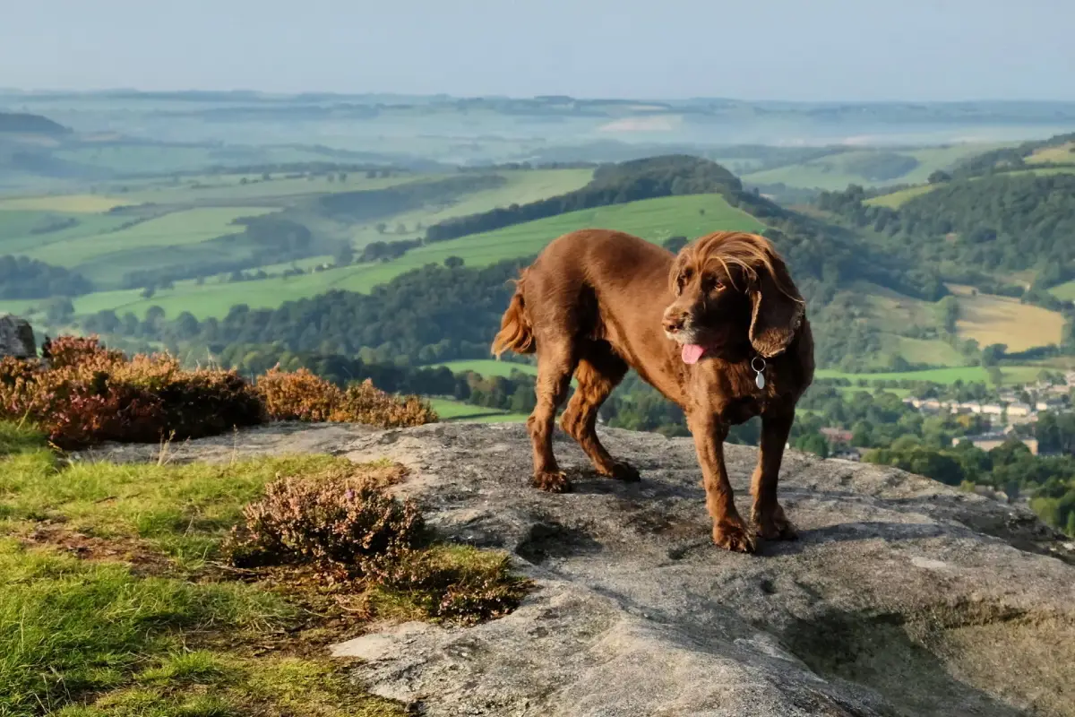10 Best Dog Walks in Yorkshire: Explore the Dales and Moors With Your Pup -  Dog Friendly Retreats