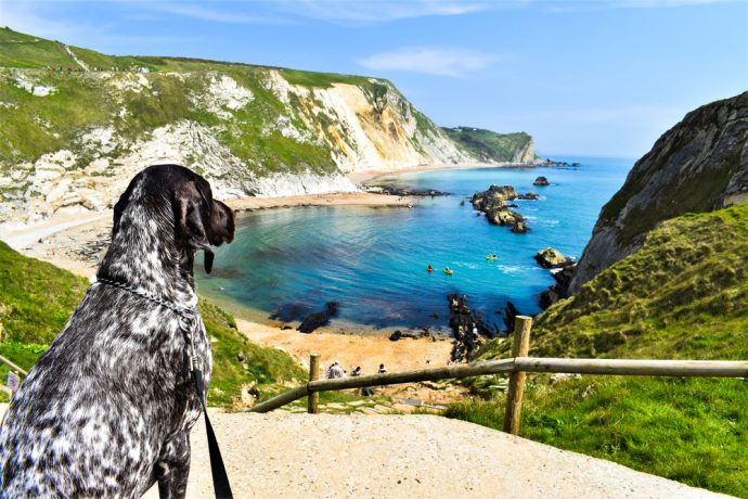 Top 10 Dog-friendly Beaches in Dorset / PetsPyjamas