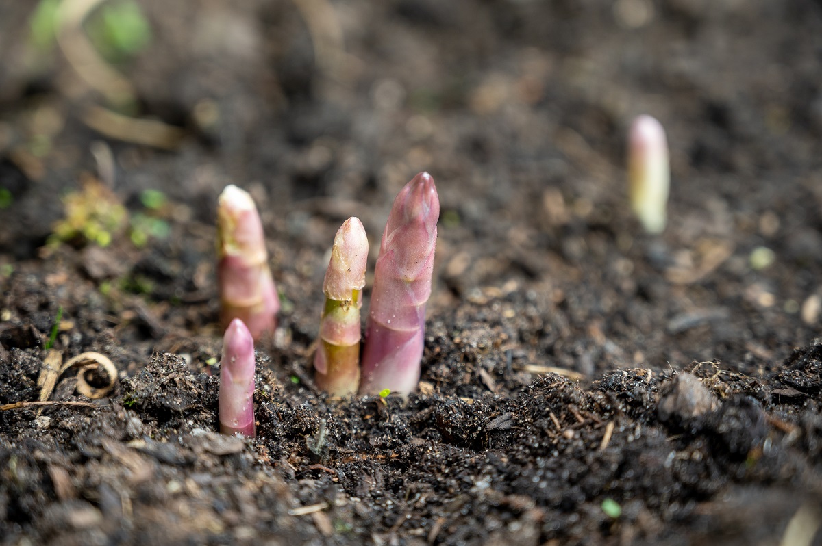 How To Plant an Asparagus Bed - Plant Once & Harvest For 30+ Years